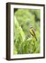 Belize, Central America. Tropical Kingbird.-Tom Norring-Framed Photographic Print