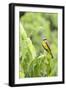 Belize, Central America. Tropical Kingbird.-Tom Norring-Framed Photographic Print