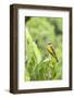 Belize, Central America. Tropical Kingbird.-Tom Norring-Framed Photographic Print