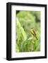 Belize, Central America. Tropical Kingbird.-Tom Norring-Framed Photographic Print