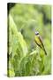 Belize, Central America. Tropical Kingbird.-Tom Norring-Stretched Canvas