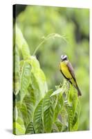 Belize, Central America. Tropical Kingbird.-Tom Norring-Stretched Canvas