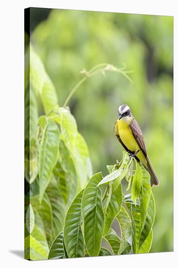 Belize, Central America. Tropical Kingbird.-Tom Norring-Stretched Canvas