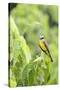 Belize, Central America. Tropical Kingbird.-Tom Norring-Stretched Canvas