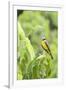 Belize, Central America. Tropical Kingbird.-Tom Norring-Framed Photographic Print