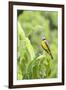 Belize, Central America. Tropical Kingbird.-Tom Norring-Framed Photographic Print