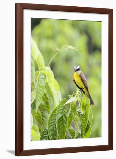 Belize, Central America. Tropical Kingbird.-Tom Norring-Framed Photographic Print