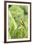 Belize, Central America. Tropical Kingbird.-Tom Norring-Framed Photographic Print