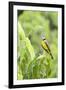 Belize, Central America. Tropical Kingbird.-Tom Norring-Framed Photographic Print