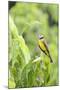Belize, Central America. Tropical Kingbird.-Tom Norring-Mounted Photographic Print