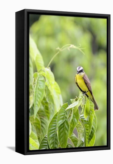 Belize, Central America. Tropical Kingbird.-Tom Norring-Framed Stretched Canvas