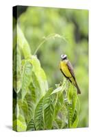 Belize, Central America. Tropical Kingbird.-Tom Norring-Stretched Canvas