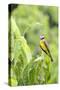 Belize, Central America. Tropical Kingbird.-Tom Norring-Stretched Canvas