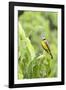 Belize, Central America. Tropical Kingbird.-Tom Norring-Framed Photographic Print