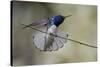 Belize, Central America. White-necked Jacobin. Feeding at Chan Chick Ecolodge.-Tom Norring-Stretched Canvas