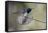 Belize, Central America. White-necked Jacobin. Feeding at Chan Chick Ecolodge.-Tom Norring-Framed Stretched Canvas