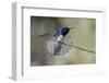 Belize, Central America. White-necked Jacobin. Feeding at Chan Chick Ecolodge.-Tom Norring-Framed Photographic Print