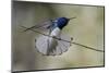 Belize, Central America. White-necked Jacobin. Feeding at Chan Chick Ecolodge.-Tom Norring-Mounted Photographic Print