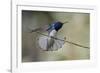 Belize, Central America. White-necked Jacobin. Feeding at Chan Chick Ecolodge.-Tom Norring-Framed Photographic Print