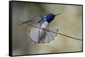 Belize, Central America. White-necked Jacobin. Feeding at Chan Chick Ecolodge.-Tom Norring-Framed Stretched Canvas