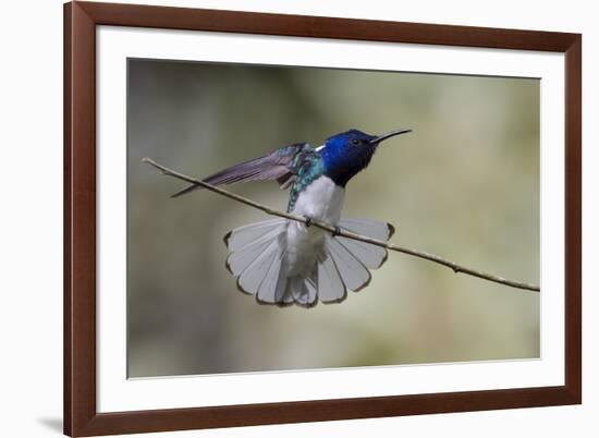 Belize, Central America. White-necked Jacobin. Feeding at Chan Chick Ecolodge.-Tom Norring-Framed Photographic Print