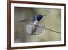 Belize, Central America. White-necked Jacobin. Feeding at Chan Chick Ecolodge.-Tom Norring-Framed Photographic Print