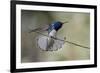 Belize, Central America. White-necked Jacobin. Feeding at Chan Chick Ecolodge.-Tom Norring-Framed Photographic Print