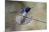 Belize, Central America. White-necked Jacobin. Feeding at Chan Chick Ecolodge.-Tom Norring-Mounted Photographic Print