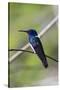 Belize, Central America. White-necked Jacobin. Feeding at Chan Chick Ecolodge.-Tom Norring-Stretched Canvas