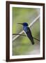 Belize, Central America. White-necked Jacobin. Feeding at Chan Chick Ecolodge.-Tom Norring-Framed Photographic Print