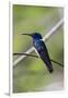 Belize, Central America. White-necked Jacobin. Feeding at Chan Chick Ecolodge.-Tom Norring-Framed Photographic Print