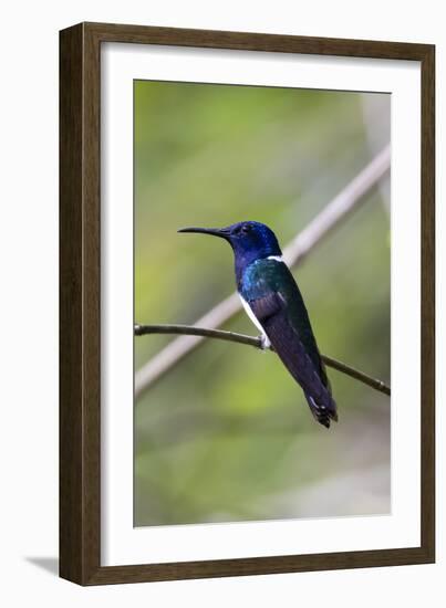 Belize, Central America. White-necked Jacobin. Feeding at Chan Chick Ecolodge.-Tom Norring-Framed Photographic Print