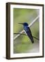 Belize, Central America. White-necked Jacobin. Feeding at Chan Chick Ecolodge.-Tom Norring-Framed Photographic Print