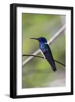 Belize, Central America. White-necked Jacobin. Feeding at Chan Chick Ecolodge.-Tom Norring-Framed Photographic Print