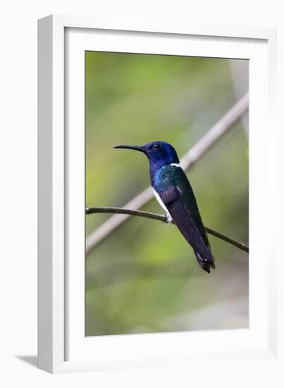 Belize, Central America. White-necked Jacobin. Feeding at Chan Chick Ecolodge.-Tom Norring-Framed Photographic Print