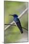 Belize, Central America. White-necked Jacobin. Feeding at Chan Chick Ecolodge.-Tom Norring-Mounted Photographic Print