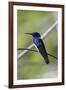 Belize, Central America. White-necked Jacobin. Feeding at Chan Chick Ecolodge.-Tom Norring-Framed Photographic Print