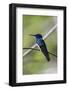 Belize, Central America. White-necked Jacobin. Feeding at Chan Chick Ecolodge.-Tom Norring-Framed Photographic Print