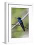 Belize, Central America. White-necked Jacobin. Feeding at Chan Chick Ecolodge.-Tom Norring-Framed Photographic Print