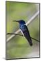Belize, Central America. White-necked Jacobin. Feeding at Chan Chick Ecolodge.-Tom Norring-Mounted Photographic Print