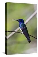 Belize, Central America. White-necked Jacobin. Feeding at Chan Chick Ecolodge.-Tom Norring-Stretched Canvas