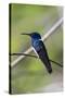 Belize, Central America. White-necked Jacobin. Feeding at Chan Chick Ecolodge.-Tom Norring-Stretched Canvas