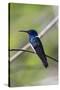 Belize, Central America. White-necked Jacobin. Feeding at Chan Chick Ecolodge.-Tom Norring-Stretched Canvas