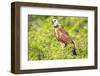 Belize, Crooked Tree Wildlife Sanctuary. Black-collared Hawk calls from a perch.-Elizabeth Boehm-Framed Photographic Print