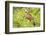 Belize, Crooked Tree Wildlife Sanctuary. Black-collared Hawk calls from a perch.-Elizabeth Boehm-Framed Photographic Print