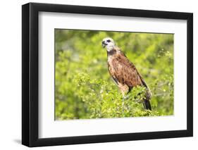 Belize, Crooked Tree Wildlife Sanctuary. Black-collared Hawk calls from a perch.-Elizabeth Boehm-Framed Photographic Print