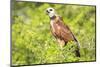 Belize, Crooked Tree Wildlife Sanctuary. Black-collared Hawk calls from a perch.-Elizabeth Boehm-Mounted Photographic Print