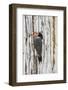 Belize, Crooked Tree Wildlife Sanctuary. Golden-fronted Woodpecker sitting at the nest cavity-Elizabeth Boehm-Framed Photographic Print