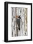Belize, Crooked Tree Wildlife Sanctuary. Golden-fronted Woodpecker sitting at the nest cavity-Elizabeth Boehm-Framed Photographic Print