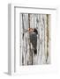 Belize, Crooked Tree Wildlife Sanctuary. Golden-fronted Woodpecker sitting at the nest cavity-Elizabeth Boehm-Framed Photographic Print